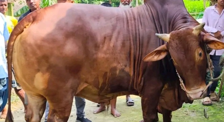 ঈদের হাটে আলো ছড়াচ্ছে মৌলভীবাজারের ‘লাল বাদশা’
